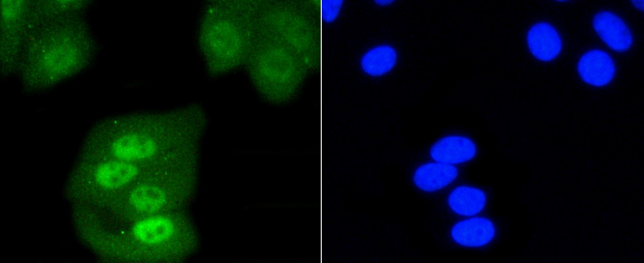 IF(ICC) staining with PTPN6 (1A5) Monoclonal Antibody (bsm-52271R) at 1:100 in HepG2 cells (green). The nuclear counterstain is DAPI (blue). Cells were fixed in paraformaldehyde, permeabilized with 0.25% Triton X100/PBS.