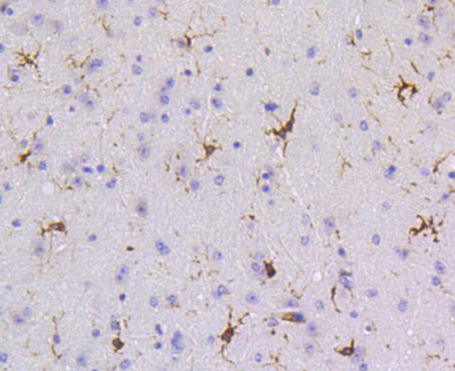 Paraformaldehyde-fixed and paraffin-embedded Mouse brain tissue incubated with PTPN6 (1A5) Monoclonal Antibody (bsm-52271R) at 1:100, overnight at 4°C, followed by a conjugated secondary antibody and DAB staining. Counterstained with hematoxylin.