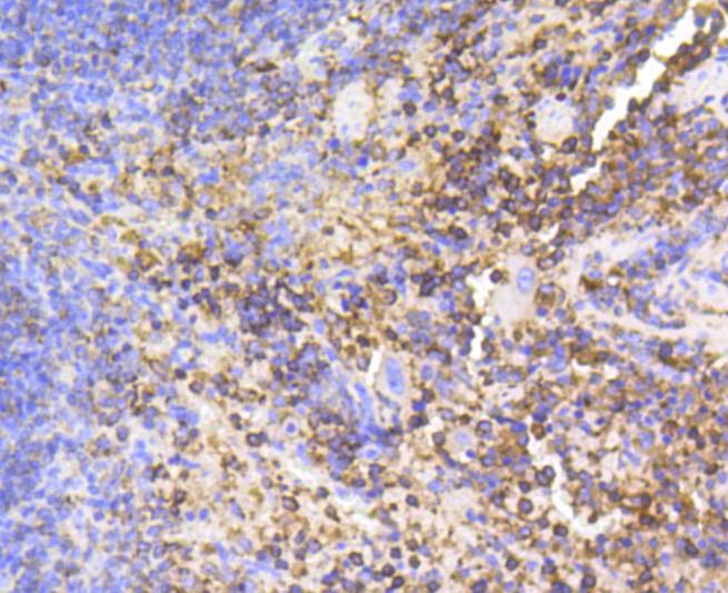 Paraformaldehyde-fixed and paraffin-embedded Mouse spleen tissue incubated with PTPN6 (1A5) Monoclonal Antibody (bsm-52271R) at 1:100, overnight at 4°C, followed by a conjugated secondary antibody and DAB staining. Counterstained with hematoxylin.