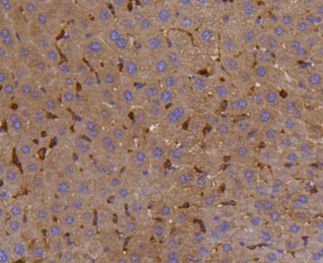 Paraformaldehyde-fixed and paraffin-embedded Mouse liver tissue incubated with PTPN6 (1A5) Monoclonal Antibody (bsm-52271R) at 1:100, overnight at 4°C, followed by a conjugated secondary antibody and DAB staining. Counterstained with hematoxylin.