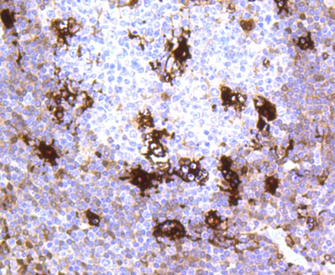 Paraformaldehyde-fixed and paraffin-embedded Human tonsil tissue incubated with MERTK (1C11) Monoclonal Antibody (bsm-52273R) at 1:100, overnight at 4°C, followed by a conjugated secondary antibody and DAB staining. Counterstained with hematoxylin.