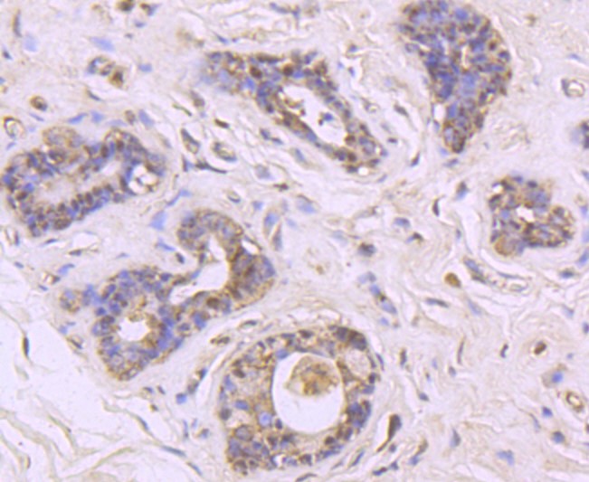 MUC2 (6C6) Monoclonal Antibody – Bioss