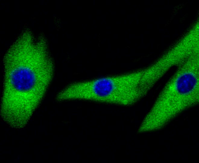 IF(ICC) staining with MAP2K1/2 (4H7) Monoclonal Antibody (bsm-52280R) at 1:100 in NIH/3T3 cells (green). The nuclear counterstain is DAPI (blue). Cells were fixed in paraformaldehyde, permeabilized with 0.25% Triton X100/PBS.