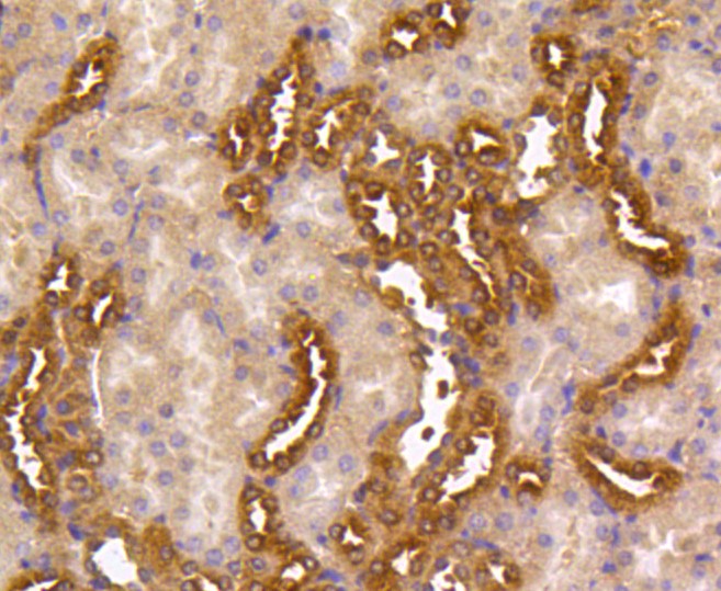 Paraformaldehyde-fixed and paraffin-embedded Mouse kidney tissue incubated with MAP2K1/2 (4H7) Monoclonal Antibody (bsm-52280R) at 1:100, overnight at 4°C, followed by a conjugated secondary antibody and DAB staining. Counterstained with hematoxylin.