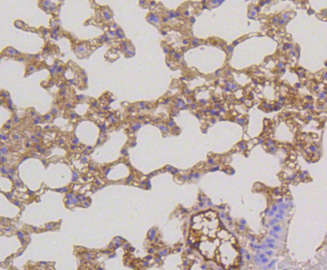 Paraformaldehyde-fixed and paraffin-embedded Mouse lung tissue incubated with MAP2K1/2 (4H7) Monoclonal Antibody (bsm-52280R) at 1:100, overnight at 4°C, followed by a conjugated secondary antibody and DAB staining. Counterstained with hematoxylin.