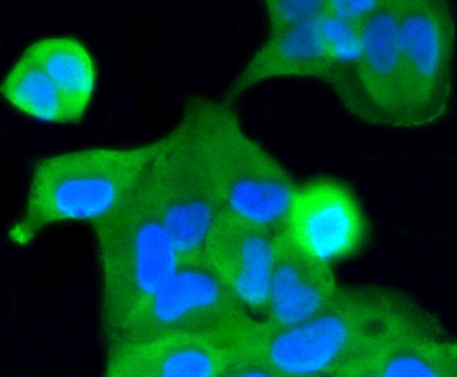 IF(ICC) staining with Caspase 2 (2B1) Monoclonal Antibody (bsm-52281R) at 1:100 in HeLa cells (green). The nuclear counterstain is DAPI (blue). Cells were fixed in paraformaldehyde, permeabilized with 0.25% Triton X100/PBS.