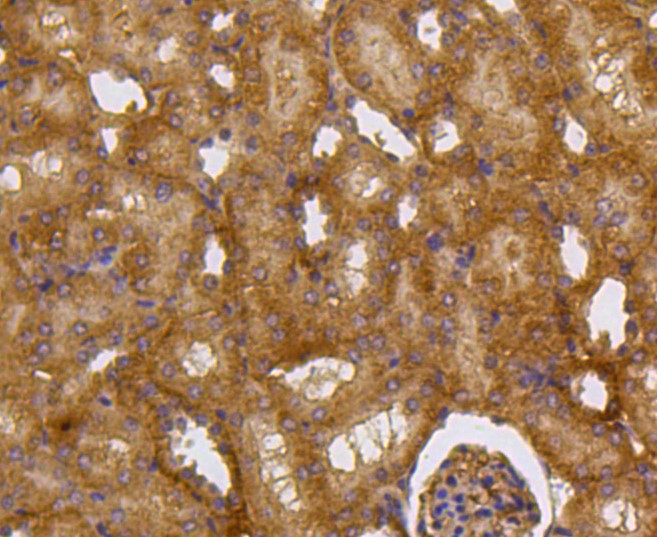 Paraformaldehyde-fixed and paraffin-embedded Mouse kidney tissue incubated with Caspase 2 (2B1) Monoclonal Antibody (bsm-52281R) at 1:100, overnight at 4°C, followed by a conjugated secondary antibody and DAB staining. Counterstained with hematoxylin.