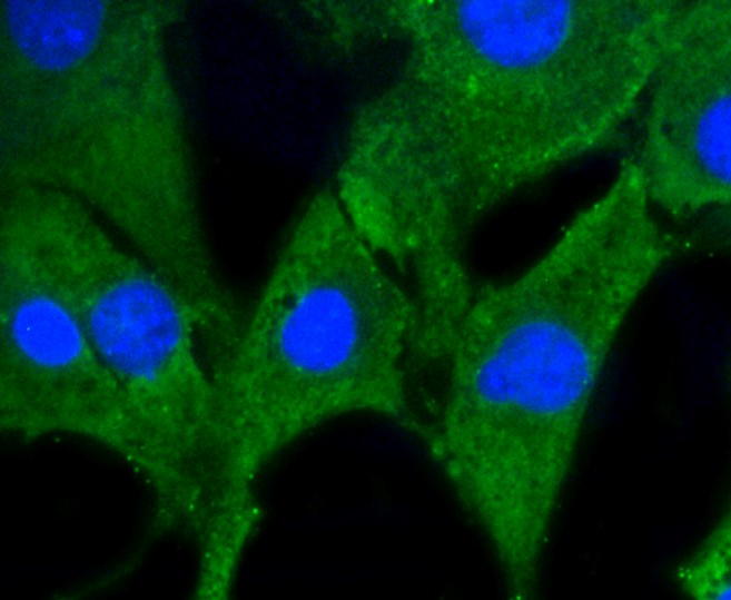 IF(ICC) staining with Prohibitin (1F10) Monoclonal Antibody (bsm-52282R) at 1:100 in NIH/3T3 cells (green). The nuclear counterstain is DAPI (blue). Cells were fixed in paraformaldehyde, permeabilized with 0.25% Triton X100/PBS.