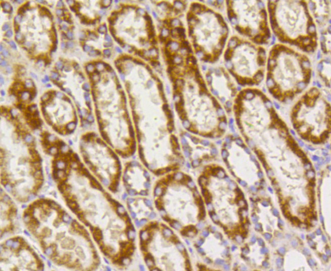 Paraformaldehyde-fixed and paraffin-embedded Human kidney tissue incubated with Prohibitin (1F10) Monoclonal Antibody (bsm-52282R) at 1:300, overnight at 4°C, followed by a conjugated secondary antibody and DAB staining. Counterstained with hematoxylin.