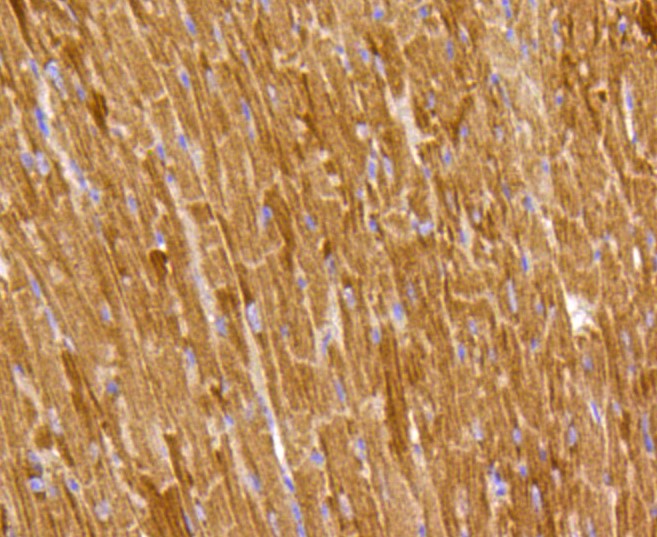 Paraformaldehyde-fixed and paraffin-embedded Mouse heart tissue incubated with Prohibitin (1F10) Monoclonal Antibody (bsm-52282R) at 1:300, overnight at 4°C, followed by a conjugated secondary antibody and DAB staining. Counterstained with hematoxylin.