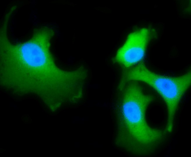 IF(ICC) staining with HSPA8 (4D2) Monoclonal Antibody (bsm-52284R) at 1:100 in MCF-7 cells (green). The nuclear counterstain is DAPI (blue). Cells were fixed in paraformaldehyde, permeabilized with 0.25% Triton X100/PBS.