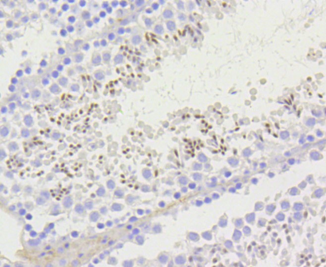Paraformaldehyde-fixed and paraffin-embedded Mouse testis tissue incubated with Histone H2A (acetyl K9) (4G2) Monoclonal Antibody (bsm-52285R) at 1:100, overnight at 4°C, followed by a conjugated secondary antibody and DAB staining. Counterstained with hematoxylin.