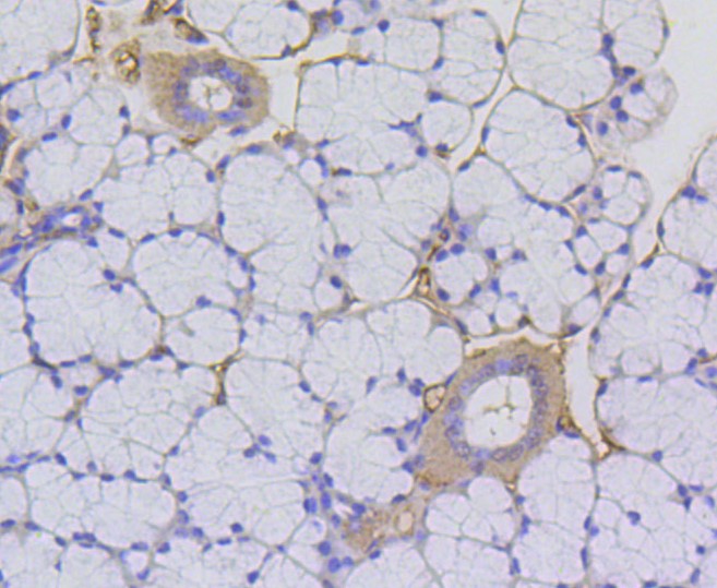 Paraformaldehyde-fixed and paraffin-embedded Mouse thyroid tissue incubated with Histone H2A (acetyl K9) (4G2) Monoclonal Antibody (bsm-52285R) at 1:100, overnight at 4°C, followed by a conjugated secondary antibody and DAB staining. Counterstained with hematoxylin.