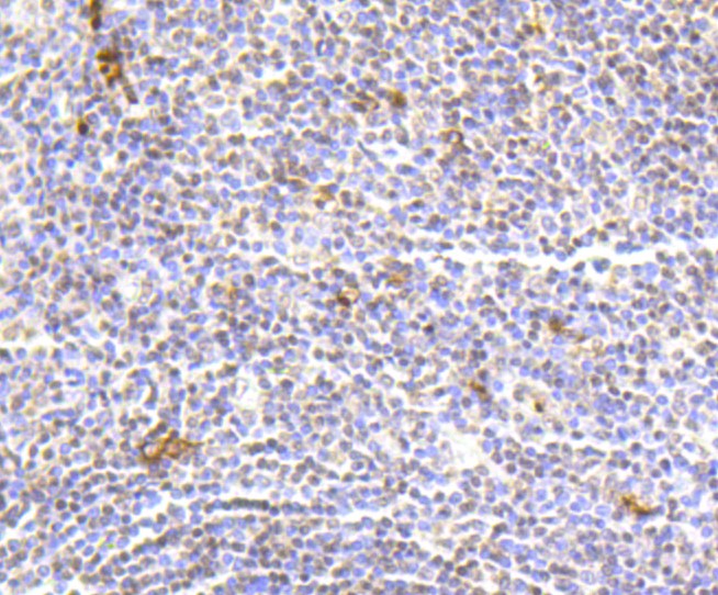 Paraformaldehyde-fixed and paraffin-embedded Human tonsil tissue incubated with Histone H2A (hydroxyl Y39) (2A3) Monoclonal Antibody (bsm-52286R) at 1:100, overnight at 4°C, followed by a conjugated secondary antibody and DAB staining. Counterstained with hematoxylin.