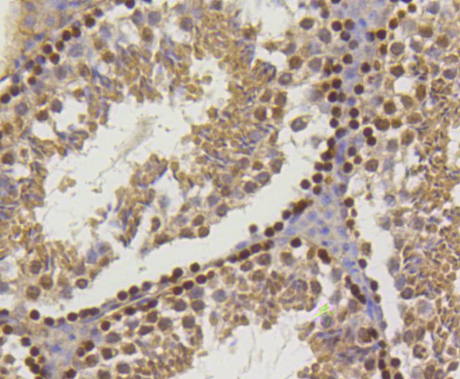 Paraformaldehyde-fixed and paraffin-embedded Mouse testis tissue incubated with Histone H2A (hydroxyl Y39) (2A3) Monoclonal Antibody (bsm-52286R) at 1:100, overnight at 4°C, followed by a conjugated secondary antibody and DAB staining. Counterstained with hematoxylin.