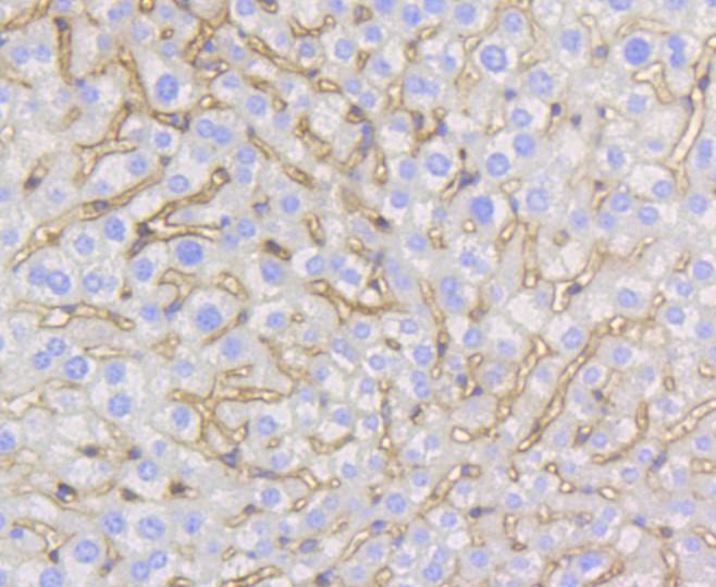 Paraformaldehyde-fixed and paraffin-embedded Mouse liver tissue incubated with Caveolin-1 (9C11) Monoclonal Antibody (bsm-52303R) at 1:100, overnight at 4°C, followed by a conjugated secondary antibody and DAB staining. Counterstained with hematoxylin.