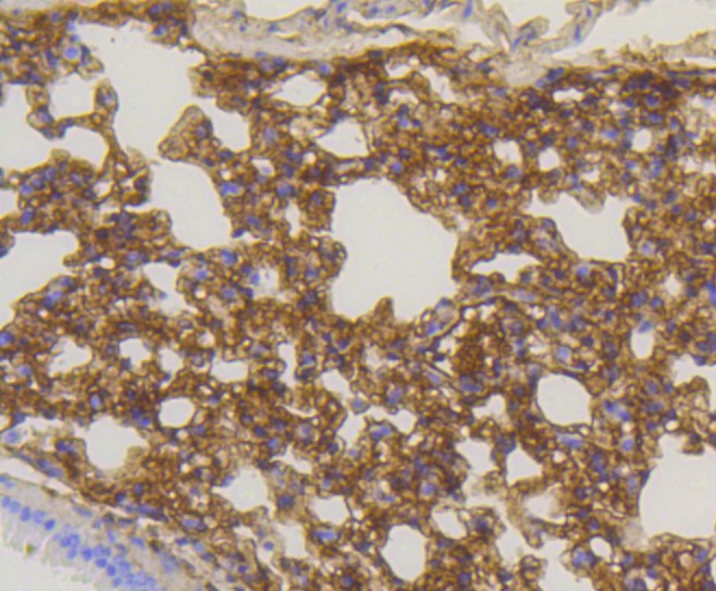 Paraformaldehyde-fixed and paraffin-embedded Mouse lung tissue incubated with Caveolin-1 (9C11) Monoclonal Antibody (bsm-52303R) at 1:100, overnight at 4°C, followed by a conjugated secondary antibody and DAB staining. Counterstained with hematoxylin.