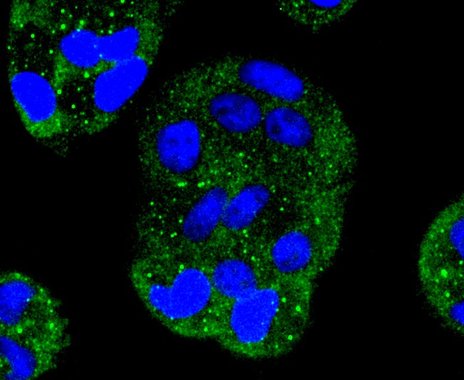 IF(ICC) staining with MAP2K1 (7D8) Monoclonal Antibody (bsm-52311R) at 1:100 in HeLa cells (green). The nuclear counterstain is DAPI (blue). Cells were fixed in paraformaldehyde, permeabilized with 0.25% Triton X100/PBS.