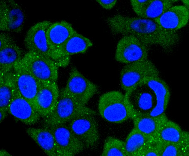 IF(ICC) staining with MAP2K1 (7D8) Monoclonal Antibody (bsm-52311R) at 1:100 in MCF-7 cells (green). The nuclear counterstain is DAPI (blue). Cells were fixed in paraformaldehyde, permeabilized with 0.25% Triton X100/PBS.