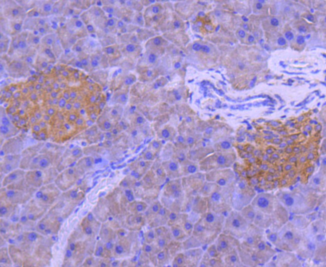 Paraformaldehyde-fixed and paraffin-embedded Mouse pancreas tissue incubated with MAP2K1 (7D8) Monoclonal Antibody (bsm-52311R) at 1:100, overnight at 4°C, followed by a conjugated secondary antibody and DAB staining. Counterstained with hematoxylin.