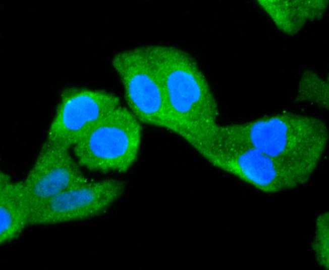 IF(ICC) staining with NUR77 (1C1) Monoclonal Antibody (bsm-52972R) at 1:100 in Hela cells (green). The nuclear counterstain is DAPI (blue). Cells were fixed in paraformaldehyde, permeabilized with 0.25% Triton X100/PBS.