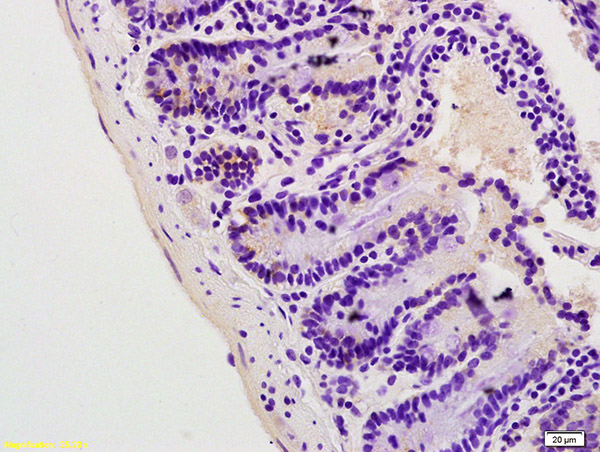 Formalin-fixed and paraffin embedded mouse colon labeled with Anti Lpin1 Polyclonal Antibody, Unconjugated (bs-0759R) at 1:200 followed by conjugation to the secondary antibody and DAB staining.