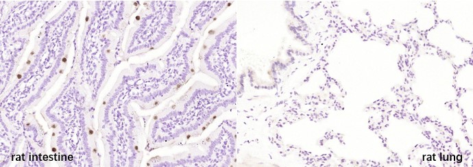 Positive sample：Paraformaldehyde-fixed, paraffin embedded (rat intestine, left); Negative sample：Paraformaldehyde-fixed, paraffin embedded (rat lung, right);_x000D_ Antigen retrieval by boiling in sodium citrate buffer (pH6.0) for 15min; Block endogenous peroxidase by 3% hydrogen peroxide for 20 minutes; Blocking buffer (normal goat serum) at 37°C for 30min; Antibody incubation with (FCGBP) Polyclonal Antibody, Unconjugated (bs-13168R) at 1:200 overnight at 4°C, followed by secondary antibody and DAB staining._x000D_