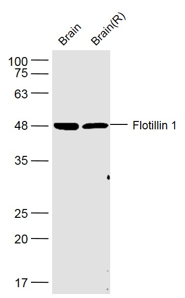 Lane 1: Mouse Brain; Lane 2: Rat Brain; Probed with Flotillin 1 Polyclonal Antibody, Unconjugated (bs-7798R) at 1:500 overnight at 4°C followed by incubation with a conjugated secondary antibody at 1:20000 for 60 minutes at 37°C.