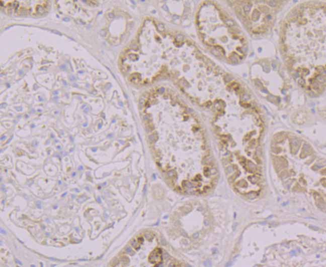 Paraformaldehyde-fixed and paraffin-embedded Human Kidney tissue incubated with LRG1 (2H12) Monoclonal Antibody (bsm-54258R) at 1:100, overnight at 4°C, followed by a conjugated secondary antibody and DAB staining. Counterstained with hematoxylin.