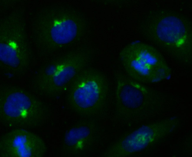 IF(ICC) staining with GORASP1 (3G1) Monoclonal Antibody (bsm-54260R) at 1:100 in HUVEC cells (green). The nuclear counterstain is DAPI (blue). Cells were fixed in paraformaldehyde, permeabilized with 0.25% Triton X100/PBS.