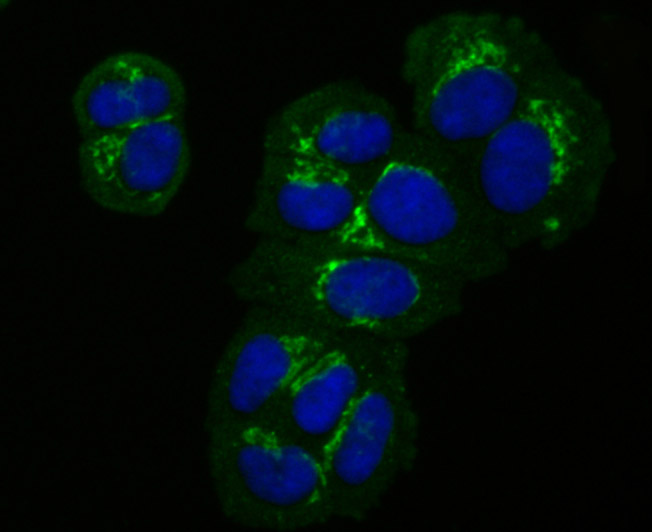 IF(ICC) staining with GORASP1 (3G1) Monoclonal Antibody (bsm-54260R) at 1:100 in MCF-7 cells (green). The nuclear counterstain is DAPI (blue). Cells were fixed in paraformaldehyde, permeabilized with 0.25% Triton X100/PBS.