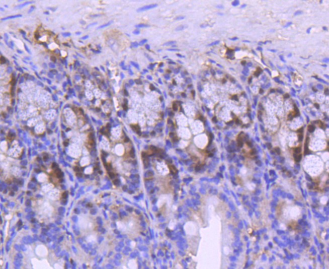 Paraformaldehyde-fixed and paraffin-embedded Mouse colon tissue incubated with PCNA (1G3) Monoclonal Antibody (bsm-52347R) at 1:300, overnight at 4\u00b0C, followed by a conjugated secondary antibody and DAB staining. Counterstained with hematoxylin.