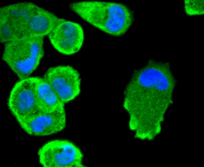 IF(ICC) staining with STAT3 (3F11) Monoclonal Antibody (bsm-52351R) at 1:300 in HeLa cells (green). The nuclear counterstain is DAPI (blue). Cells were fixed in paraformaldehyde, permeabilized with 0.25% Triton X100/PBS.