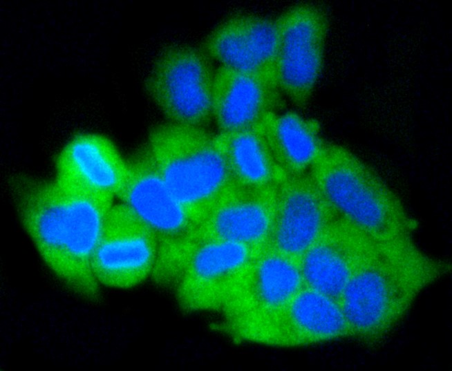 IF(ICC) staining with MCL1 (1A11) Monoclonal Antibody (bsm-52357R) at 1:100 in HeLa cells (green). The nuclear counterstain is DAPI (blue). Cells were fixed in paraformaldehyde, permeabilized with 0.25% Triton X100/PBS.