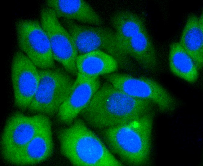 IF(ICC) staining with MCL1 (1A11) Monoclonal Antibody (bsm-52357R) at 1:100 in HepG2 cells (green). The nuclear counterstain is DAPI (blue). Cells were fixed in paraformaldehyde, permeabilized with 0.25% Triton X100/PBS.