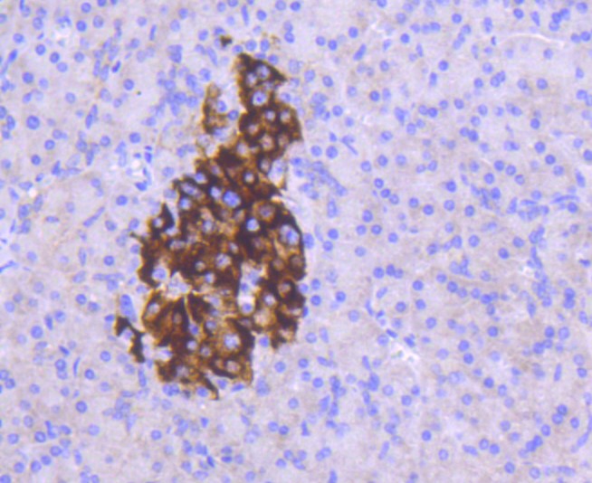 Paraformaldehyde-fixed and paraffin-embedded Human pancreas tissue incubated with MCL1 (1A11) Monoclonal Antibody (bsm-52357R) at 1:100, overnight at 4°C, followed by a conjugated secondary antibody and DAB staining. Counterstained with hematoxylin.