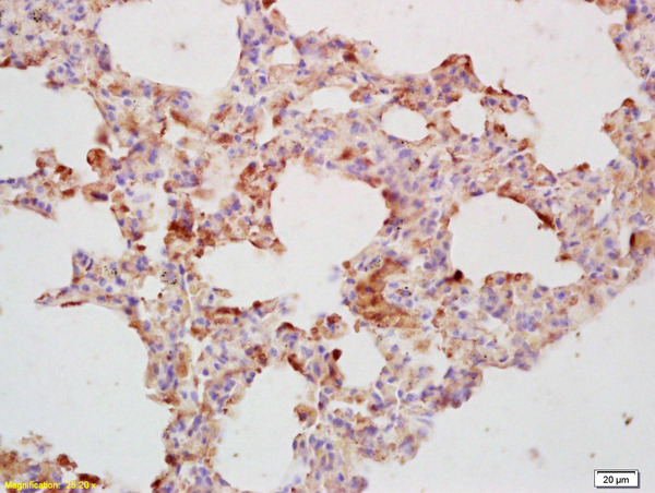 Formalin-fixed and paraffin embedded mouse lung labeled with Rabbit Anti CDC40 Polyclonal Antibody, Unconjugated (bs-4295R) at 1:200 followed by conjugation to the secondary antibody and DAB staining