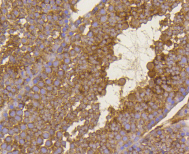 Paraformaldehyde-fixed and paraffin-embedded Mouse testis tissue incubated with BDNF (2A1) Monoclonal Antibody (bsm-52368R) at 1:100, overnight at 4\u00b0C, followed by a conjugated secondary antibody and DAB staining. Counterstained with hematoxylin.