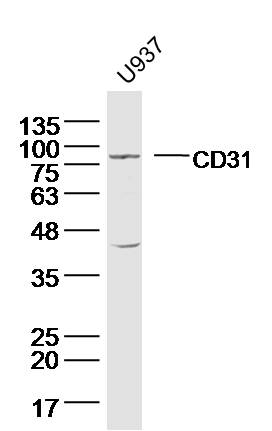 Lane 1: U937 Cells; Probed with CD31 Polyclonal Antibody, Unconjugated (bs-0468R) at 1:300 overnight at 4°C followed by incubation with a conjugated secondary antibody at 1:5000 for 60 minutes at 37°C.