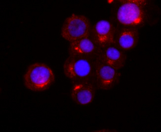 IF(ICC) staining with Synaptophysin (2B1) Monoclonal Antibody (bsm-52379R) at 1:100 in N2A cells (red). The nuclear counterstain is DAPI (blue). Cells were fixed in paraformaldehyde, permeabilized with 0.25% Triton X100/PBS.