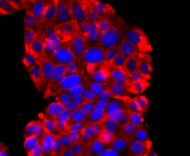 IF(ICC) staining with Synaptophysin (2B1) Monoclonal Antibody (bsm-52379R) at 1:100 in PC-12 cells (red). The nuclear counterstain is DAPI (blue). Cells were fixed in paraformaldehyde, permeabilized with 0.25% Triton X100/PBS.