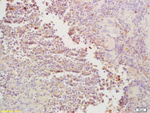 Formalin-fixed and paraffin embedded mouse spleen labeled with Rabbit Anti CDC40 Polyclonal Antibody, Unconjugated (bs-4295R) at 1:200 followed by conjugation to the secondary antibody and DAB staining