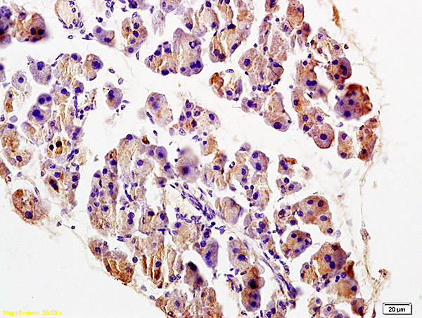 Formalin-fixed and paraffin embedded rat pancreas labeled with Anti-TRADD Polyclonal Antibody, Unconjugated (bs-1202R) at 1:200 followed by conjugation to the secondary antibody and DAB staining.