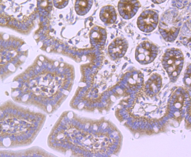 Paraformaldehyde-fixed and paraffin-embedded Mouse colon tissue incubated with FMRP (1B6) Monoclonal Antibody (bsm-52945R) at 1:100, overnight at 4°C, followed by a conjugated secondary antibody and DAB staining. Counterstained with hematoxylin.