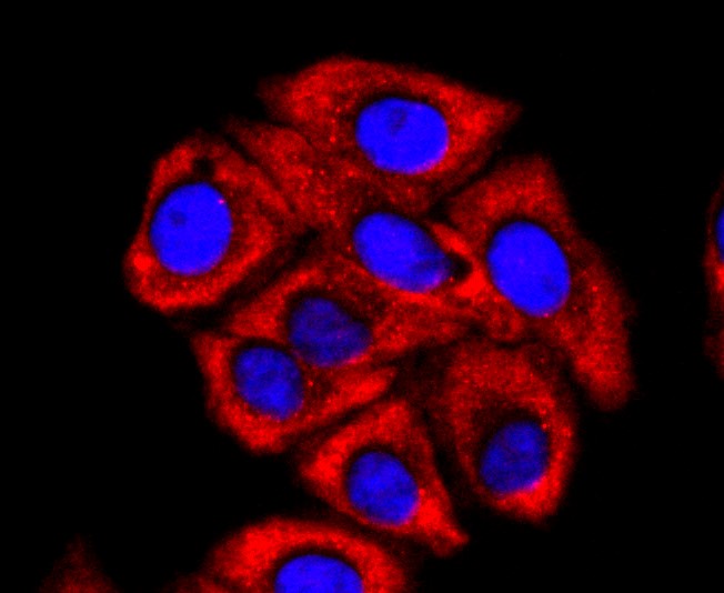 IF(ICC) staining with FMRP (1B6) Monoclonal Antibody (bsm-52945R) at 1:200 in HepG2 cells (red). The nuclear counterstain is DAPI (blue). Cells were fixed in paraformaldehyde, permeabilized with 0.25% Triton X100/PBS.