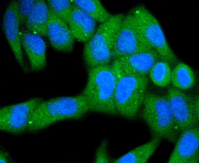 IF(ICC) staining with MKLP1 (7C9) Monoclonal Antibody (bsm-52401R) at 1:100 in HeLa cells (green). The nuclear counterstain is DAPI (blue). Cells were fixed in paraformaldehyde, permeabilized with 0.25% Triton X100/PBS.