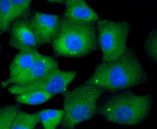 IF(ICC) staining with MKLP1 (7C9) Monoclonal Antibody (bsm-52401R) at 1:100 in A549 cells (green). The nuclear counterstain is DAPI (blue). Cells were fixed in paraformaldehyde, permeabilized with 0.25% Triton X100/PBS.