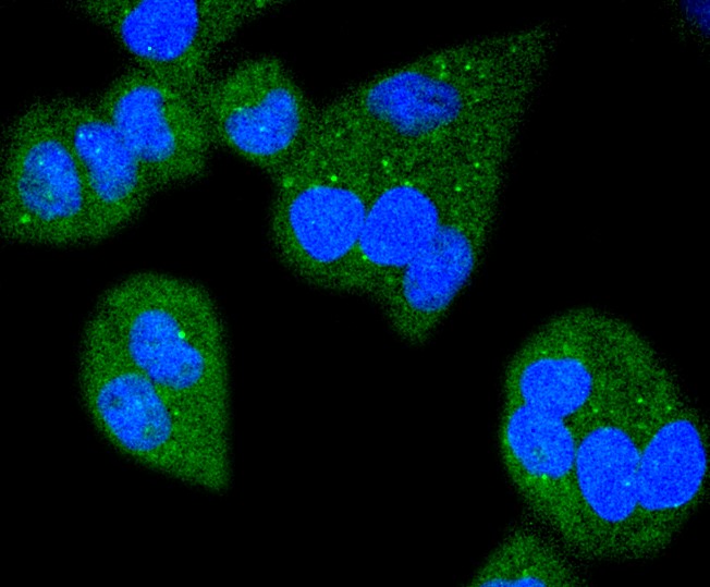IF(ICC) staining with Bim (42C9) Monoclonal Antibody (bsm-52409R) at 1:100 in HeLa cells (red). The nuclear counterstain is DAPI (blue). Cells were fixed in paraformaldehyde, permeabilized with 0.25% Triton X100/PBS.
