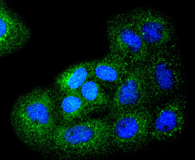IF(ICC) staining with Bim (42C9) Monoclonal Antibody (bsm-52409R) at 1:100 in A431 cells (red). The nuclear counterstain is DAPI (blue). Cells were fixed in paraformaldehyde, permeabilized with 0.25% Triton X100/PBS.
