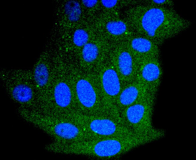 IF(ICC) staining with Bim (42C9) Monoclonal Antibody (bsm-52409R) at 1:100 in HepG2 cells (red). The nuclear counterstain is DAPI (blue). Cells were fixed in paraformaldehyde, permeabilized with 0.25% Triton X100/PBS.